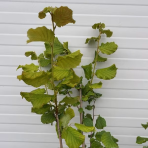 Corylus avellana 'Cosford' (Hazelnoot)