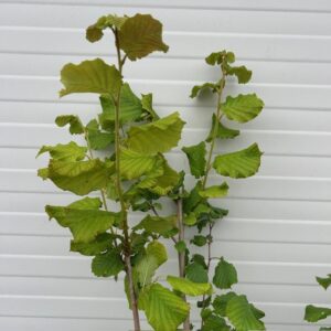 Corylus avellana 'Cosford' (Hazelnoot)