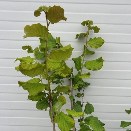 Corylus avellana 'Cosford' (Hazelnoot)
