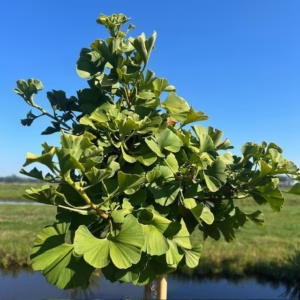 Ginkgo (Japanse notenboom)