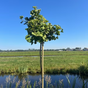 Ginkgo Biloba 'Mariken' (Japanse Notenboom) op stam
