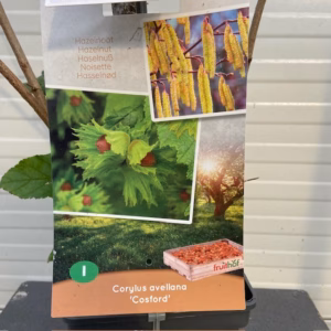 Corylus avellana 'Cosford' (Hazelnoot)