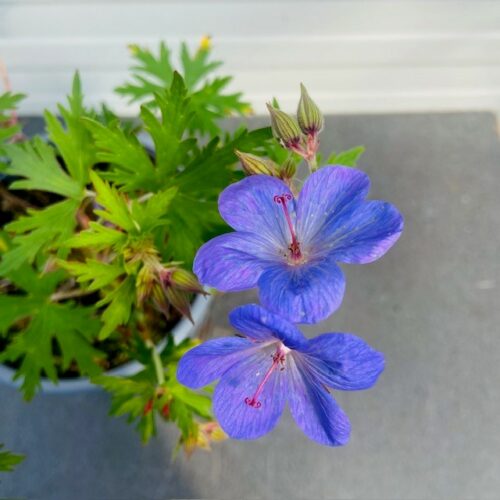 Geranium 'Johnson's Blue'