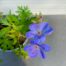 Geranium 'Johnson's Blue'