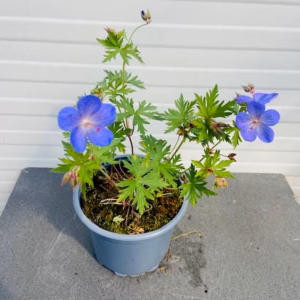 Geranium 'Johnson's Blue'