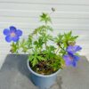 Geranium 'Johnson's Blue'