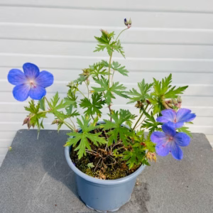 Geranium 'Johnson's Blue'