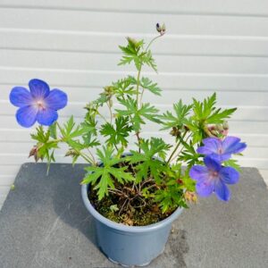 Geranium 'Johnson's Blue'