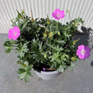 Geranium sang. 'Max Frei'(Ooievaarsbek)