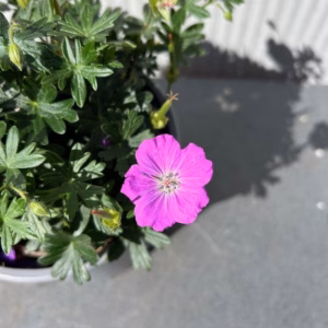 Geranium sang. 'Max Frei'(Ooievaarsbek)