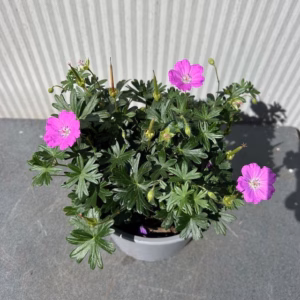 Geranium sang. 'Max Frei'(Ooievaarsbek)