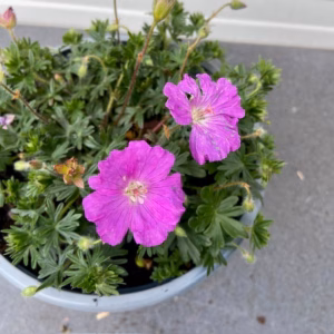 Geranium sang. 'Max Frei'(Ooievaarsbek)