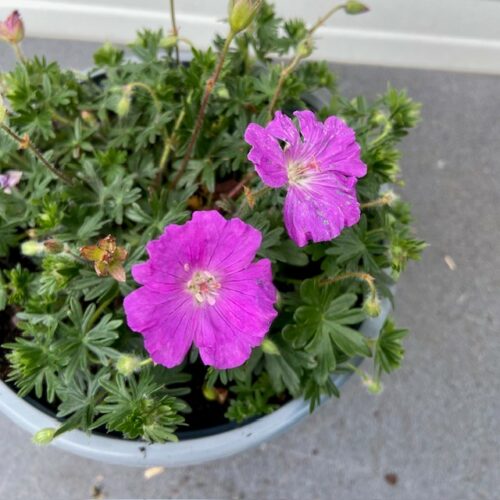 Geranium sang. 'Max Frei'(Ooievaarsbek)