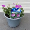 Geranium sang. 'Max Frei'(Ooievaarsbek)