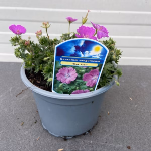Geranium sang. 'Max Frei'(Ooievaarsbek)