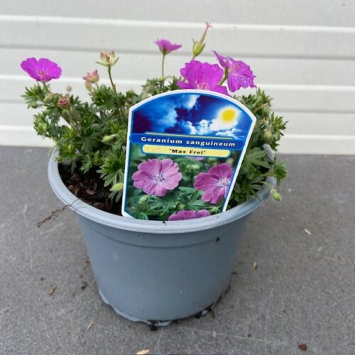 Geranium sang. 'Max Frei'(Ooievaarsbek)