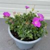 Geranium sang. 'Max Frei'(Ooievaarsbek)