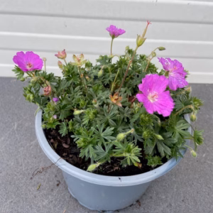 Geranium sang. 'Max Frei'(Ooievaarsbek)