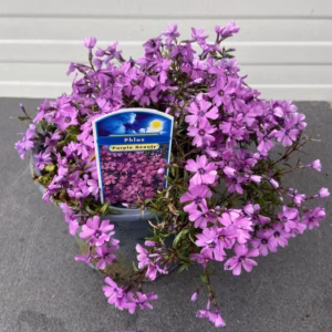 Phlox 'Purple Beauty' (Vlambloem)