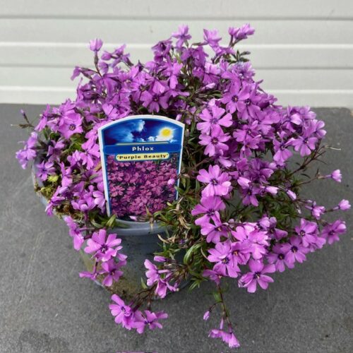 Phlox 'Purple Beauty' (Vlambloem)