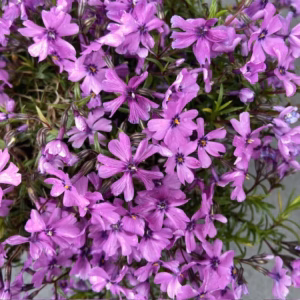 Phlox 'Purple Beauty' (Vlambloem)