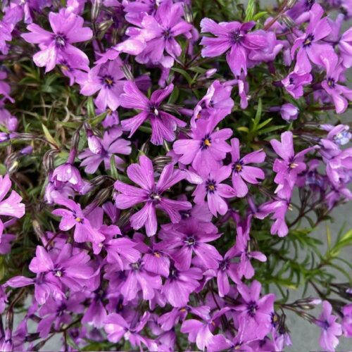 Phlox 'Purple Beauty' (Vlambloem)