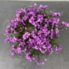 Phlox 'Purple Beauty' (Vlambloem)