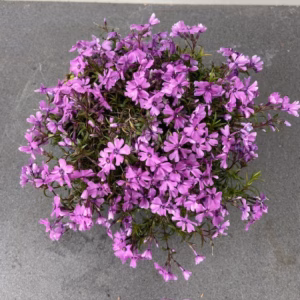 Phlox 'Purple Beauty' (Vlambloem)