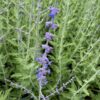Perovskia 'Blue Spire' (Reuzenlavendel)