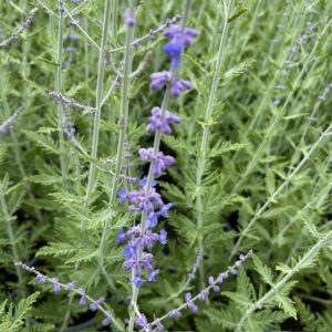 Perovskia 'Blue Spire' (Reuzenlavendel)