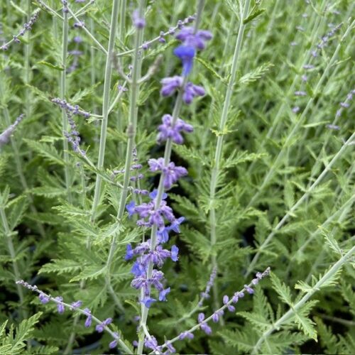 Perovskia 'Blue Spire' (Reuzenlavendel)