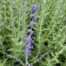 Perovskia 'Blue Spire' (Reuzenlavendel)