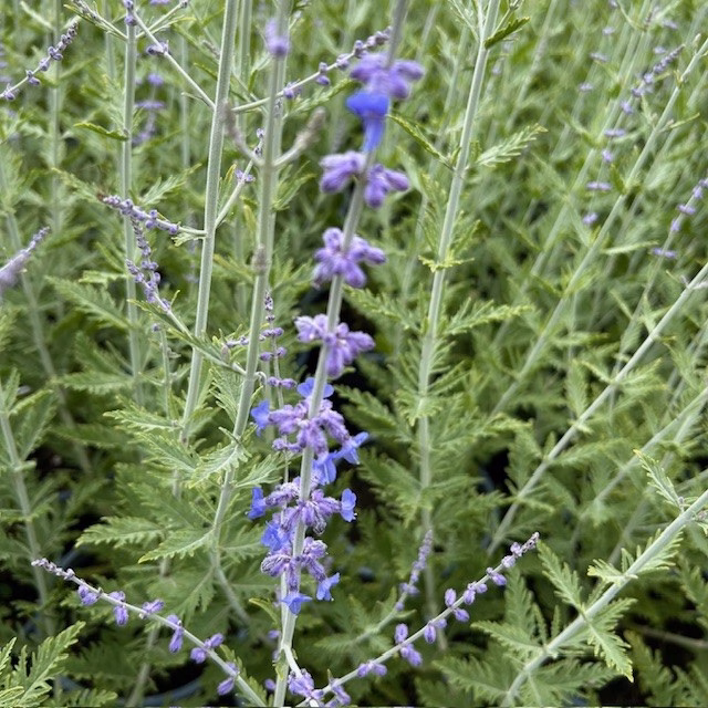 Perovskia 'Blue Spire' (Reuzenlavendel)