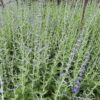 Perovskia 'Blue Spire' (Reuzenlavendel)