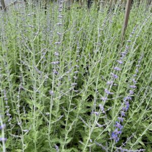 Perovskia 'Blue Spire' (Reuzenlavendel)
