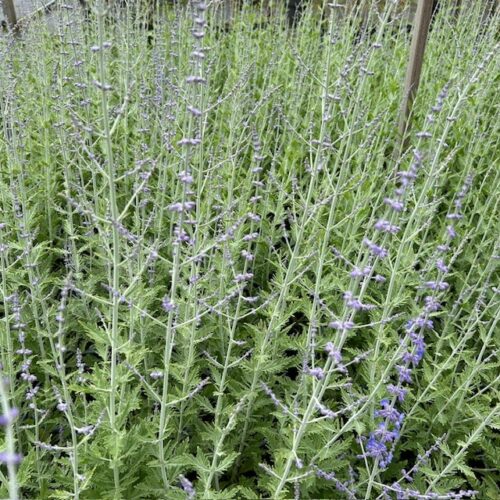 Perovskia 'Blue Spire' (Reuzenlavendel)