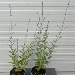 Perovskia 'Blue Spire' (Reuzenlavendel)