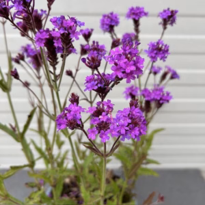 Verbena rigida (Ijzerhard)
