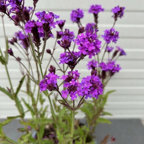 Verbena rigida (Ijzerhard)