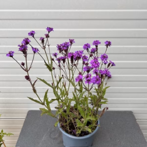 Verbena rigida (Ijzerhard)