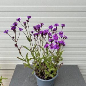 Verbena rigida (Ijzerhard)
