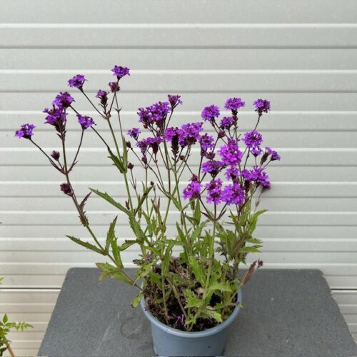 Verbena rigida (Ijzerhard)