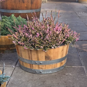 Bloemkuip van portvat beplant met Winter Heide (Erica carnea)
