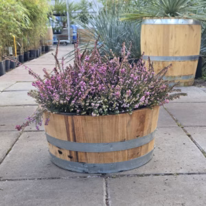 Bloemkuip van portvat beplant met Winter Heide (Erica carnea)