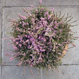 Bloemkuip van portvat beplant met Winter Heide (Erica carnea)