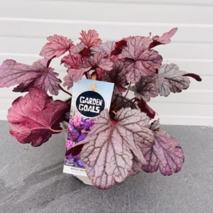 Heuchera 'Shanghai' (purperklokje)