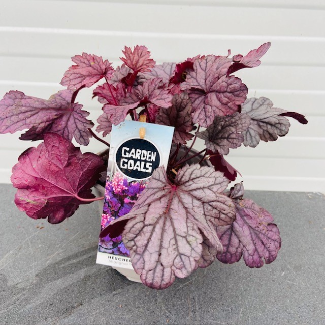 Heuchera 'Shanghai' (purperklokje)