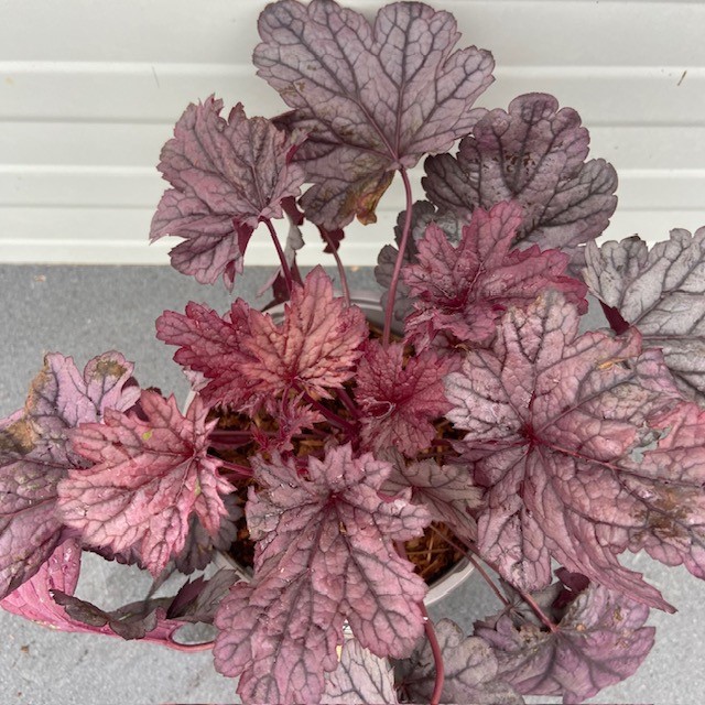 Heuchera 'Shanghai' (purperklokje)