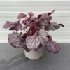 Heuchera 'Shanghai' (purperklokje)