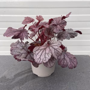 Heuchera 'Shanghai' (purperklokje)